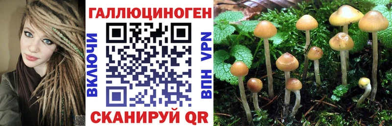 omg   закладки  Дальнереченск  Псилоцибиновые грибы мицелий 